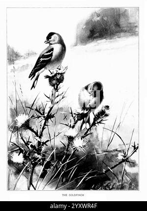 Vogelporträts, Boston, Ginn & Company, 1901, Birds, Carduelis tristis, amerikanischer Goldfink, Ein Paar Goldfinken, die anmutig auf Distelpflanzen mit zarten Blüten und scharfen Dornen thronen. Ein Vogel mit seinem auffälligen schwarz-weißen Gefieder steht aufrecht und wachsam, während der andere scheint auf Nahrungssuche zu sein und sich intensiv auf die Samen der Distel konzentriert. Der weiche, verschwommene Hintergrund deutet auf einen ruhigen natürlichen Lebensraum hin und unterstreicht die Schönheit dieser kleinen, lebendigen Vögel inmitten der zerklüfteten Vegetation. Der Titel „DER GOLDFINCH“ ist elegant unter der Szene eingeschrieben und lädt zur Bewunderung ein Stockfoto