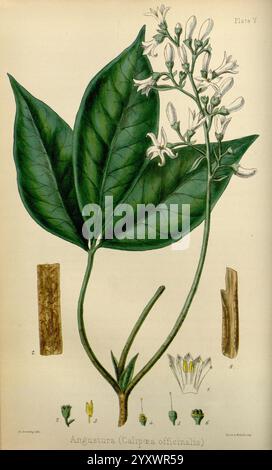 Die Flora homöopathica, London, Leath & Ross, 1852-1853, Botanik, Homöopathie, Bildwerke, botanische Medizin, Materia medica Gemüse, Materia medica und Therapeutika, angostura trifoliata., die Illustration zeigt die Angustura Pflanze (Calypra officinalis), mit markanten, glänzend grünen Blättern, die eine robuste, ovate Form zeigen. Die Blätter sind detailliert dargestellt und betonen ihre charakteristischen Adern und Texturen. Das Blattwerk wird durch mehrere Gruppen von zarten weißen Blüten begleitet, die jeweils durch fünf Blütenblätter und lange Staubblätter gekennzeichnet sind, die zur optischen Anziehungskraft des p beitragen Stockfoto