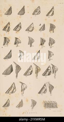 A, Monograph, ON, die, Unterklasse, Cirripedia, London, Ray Society, 1851-54, Barnacles, Cirripedia, Woodshole., die Abbildung zeigt eine Sammlung verschiedener Schalenformen, jede sorgfältig nummeriert und beschriftet. Das Arrangement bietet eine Vielzahl von Schalenformen, die Merkmale wie Grate, Kurven und unterschiedliche Größen zeigen. Die detaillierten Darstellungen heben die komplizierten Texturen und Muster auf jeder Schale hervor und betonen ihre einzigartigen Eigenschaften. Zusätzlich zu den Hauptschalen befindet sich unten eine separate Abbildung, die möglicherweise einen Querschnitt oder einen anderen per darstellt Stockfoto