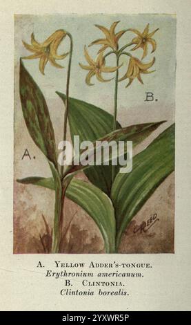 Wild, Blumen, östlich, von, Rockies, New York, 1910, Vereinigte Staaten, Wildflowers, die Abbildung zeigt zwei verschiedene botanische Exemplare. Stockfoto