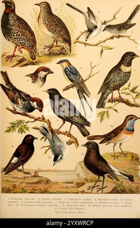 Atlante ornitologico, 1902, Birds, Europe, Eine Sammlung verschiedener Vögel, die auf künstlerische Weise präsentiert werden und verschiedene Arten neben ihren Namen und Merkmalen zeigen. Die Gruppierung umfasst Spatzen, Grasfresser und Finken, die jeweils mit Aufmerksamkeit auf ihre einzigartigen Merkmale wie Gefieder Färbung und Haltung dargestellt werden. Einige Vögel sitzen auf Ästen, während andere in natürlichen Posen dargestellt werden, die ihre unterschiedlichen Formen und Größen zeigen. Die Komposition hebt die Schönheit und Vielfalt des Vogellebens hervor und dient als pädagogische Referenz für Vogelliebhaber und Naturliebhaber ali Stockfoto