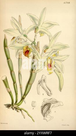 Curtis's Botanical Magazine London New York Botanical Illustration Botanical Zeitschriften Bildwerke Pflanzen ornamental Curtis, Eine botanische Illustration, die eine detaillierte Darstellung einer Orchideenart zeigt. Die Orchidee hat lange, schlanke grüne Stiele, aus denen große, üppige Blüten hervorgehen. Die Blüten weisen eine beeindruckende Kombination aus weißen Blüten mit leuchtenden roten und gelben Akzenten auf, die ihre komplizierte Struktur betonen. Die Hauptblumendarstellung wird mit Skizzen verschiedener anatomischer Teile begleitet, einschließlich einer Nahaufnahme der Lippe und der Reproduktionsstruktur der Blume Stockfoto