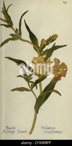 Feldbuch der westlichen Wildblumen London, C. P. Putnams Söhne, 1915, Westus, Wildblumen, Blätter, Blume, Diplacus longiflorus, Taxonomie: Familie= Phrymaceae, Sticky Affenblume, Buschaffenblume, Southern Bush Monkeyflower, Geo: Continent= Nordamerika, USA, Kalifornien, Margaret Armstrong, Eine wunderschön illustrierte botanische Darstellung der Bush Monkey Flower, wissenschaftlich bekannt als Diplacus longiflorus. Das Kunstwerk zeigt zarte gelbe Blüten mit dezenten orangefarbenen Akzenten und schlanke, längliche grüne Blätter. Jede Blüte ist akribisch detailliert und zeigt das komplizierte Stockfoto