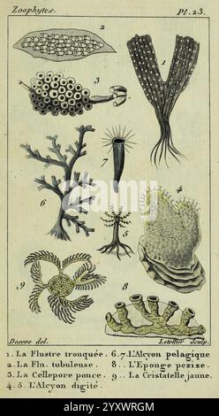 Atlas des zoophytes, Paris, Roret, libraire rue Hautefeuille, au Coin de celle du battoir, annelida, Atlanten, Cnidaria, Echinodermata, Aale, Helminthen, Würmer, diese Illustration zeigt eine Vielzahl von Meeresorganismen und ihre einzigartigen Strukturen. Nummerierte Einträge umfassen Stockfoto