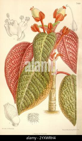 Curtis botanisches Magazin London New York etc. Botanische Illustration Botanik Zeitschriften Bildwerke Pflanzen Zierwerk Matilda Smith Hypocyrta pulchra Corytoplectus congestus New Granada Frauen in der Wissenschaft Matilda Smith zeigt diese detaillierte botanische Illustration ein Pflanzenexemplar, das durch seine großen, strukturierten Blätter mit markanten Adern gekennzeichnet ist. Die Blätter weisen ein reiches Muster auf, das ihre natürliche Schönheit unterstreicht. Aus dem zentralen Stamm ragen Gruppen von zarten Knospen und Blüten hervor, die die Fortpflanzungseigenschaften der Pflanze zeigen. Um das Hauptthema herum, zusätzliches Elem Stockfoto