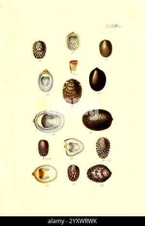 Thesaurus conchyliorum Monographien der Gattungen der Muscheln London, Sowerby Mollusks Pictorial Works Shells, Eine Sammlung verschiedener Muscheln, die in einem organisierten Gitterformat dargestellt werden. Die Schalen weisen eine Reihe von Formen, Größen und komplizierten Mustern auf und zeigen natürliche Texturen und Farben. Jede Schale ist zur Identifizierung nummeriert und spiegelt ein vielfältiges Sortiment wider, einschließlich glatter, glänzender und strukturierter Oberflächen. Das Sortiment hebt die Schönheit der Meereslebewesen hervor, wobei einige Muscheln in auffälligen Designs gehalten werden, während andere in subtilen Tönen gehalten werden. Die Gesamtpräsentation dient als pädagogisches Nachschlagewerk Stockfoto