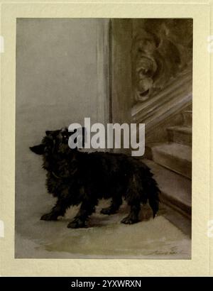 Der, die Macht, der, der, der Hund, London, Hodder und Stoughton,[1910 oder 1911.], Hunderassen, Hunde, Bilder, Illustrationen, Maudearl, Maud Alice Earl, Maude Earl, Frauen in der Wissenschaft. Ein kleiner schwarzer Hund steht wachsam am Fuß einer Treppe, seine spitzen Ohren stehen hoch und die Augen konzentrieren sich auf etwas in der Ferne. Das Fell des Hundes wirkt flauschig und gepflegt, was sein verspieltes und doch kurioses Verhalten unterstreicht. Das Treppenhaus mit seinem eleganten Design und den dezenten dekorativen Details bildet eine Kulisse, die die Haltung des Hundes unterstreicht. Weiches Licht wirft sanfte Schatten und hebt die Texturen des DO hervor Stockfoto