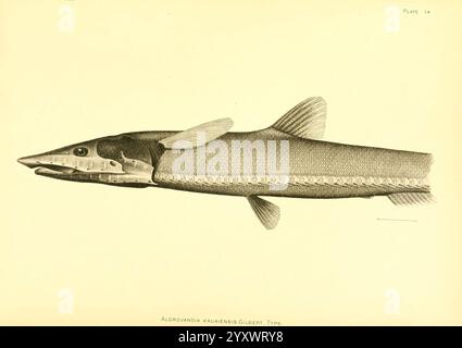 Die Tiefseefische der hawaiianischen Inseln Washington, Govt. Print, 1905, Albatros, Dampfgarer, Fische, hawaiianische Inseln, Aldrovandia phalacra, Eine detaillierte Illustration von Aldrovandia kalamensis, die seinen langgestreckten Körper und seine besonderen Merkmale zeigt. Die Darstellung hebt die stromlinienförmige Form, die spitze Schnauze und die markante Rückenflosse hervor. Die Oberflächenstruktur und die anatomischen Details werden sorgfältig gerendert, was die einzigartigen Eigenschaften dieser weniger bekannten Fischart unterstreicht. Unter der Abbildung ist der Name der Art gekennzeichnet, was zu ihrer wissenschaftlichen Identifizierung beiträgt. Diese Präsentation Stockfoto