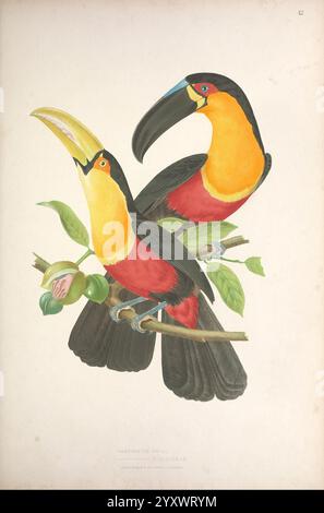 Ornithologie Brésilienne, ou, Histoire des oiseaux du Brésil, Rio de Janeiro, Editeur, Thomas Reeves, [1854-1856], Vögel, Brasilien, Bildwerke, Ramphastos ariel, ariel toucan, Tukane, Ramphastos discolorus, Ramphastos dicolorus, roter Tukan, die Illustration zeigt zwei lebendige Tukane, die anmutig auf einem Zweig thronen. Sie zeichnen sich durch ihr auffallend farbenfrohes Gefieder aus, dessen hellgelbe Schellen einen schönen Kontrast zu ihren überwiegend schwarzen Federn bilden. Die Vögel zeigen leuchtende orange und rote Markierungen an ihrer Kehle und Brust, die ihren Reiz noch verstärken. Surro Stockfoto