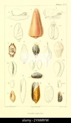 Les Mollusques, Paris, J. B. Baillière, 1868, Mollusken, Klassifizierung wird Eine Sammlung verschiedener Schalenarten angezeigt, die ihre einzigartigen Formen und Texturen veranschaulichen. Das Arrangement umfasst längliche, konische Muscheln sowie runde und ovale Formen, die eine reiche Vielfalt an Meereslebewesen darstellen. Jede Schale ist als Referenz nummeriert, wodurch die komplizierten Designs und Farbmuster hervorgehoben werden, die sie voneinander unterscheiden. Die Illustration betont sowohl die Schönheit als auch die Komplexität dieser natürlichen Exemplare und dient als Bildungsquelle für diejenigen, die sich für Meeresbiologie und Meeresbiologie interessieren Stockfoto