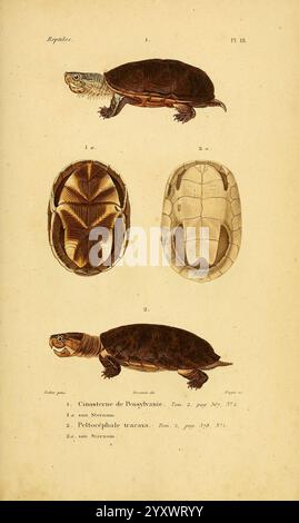 Erpétologie générale, ou, Histoire naturelle complète des Reptiles Paris, Roret, 1834-1854 Amphibien, Herpetologie, Reptilien, die Abbildung zeigt eine detaillierte Untersuchung einer Schildkröte mit verschiedenen Perspektiven und anatomischen Merkmalen. Es umfasst Draufsicht und Seitenansicht, die Einblicke in die Schalenstruktur und Körperform der Schildkröte bietet. Das Etikett gibt die wissenschaftliche Klassifizierung und Merkmale der Art an, was ihre Bedeutung im Zusammenhang mit Reptilienstudien unterstreicht. Verschiedene Konturen und Texturen werden hervorgehoben, um die einzigartigen Eigenschaften der Schildkröte zu veranschaulichen. Das akribische A Stockfoto