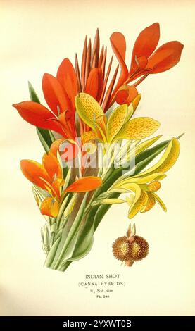 Favorite Flowers Garden Greenhouse London New York Frederick Warne Co 1896-97 Frankreich 19th Century Icons Floriculture Chromolithography Plants Ornamental, Eine lebendige Darstellung von Canna-Hybriden, bekannt als Indian Shot, mit auffälligen roten und gelben Blüten. Die Komposition zeigt die unverwechselbare Form und das komplizierte Muster der Blütenblätter, wobei einige Blüten mit zerknitterten gelben Teilen versehen sind. Hohe, schlanke grüne Blätter bilden eine üppige Kulisse, während die einzigartige Blumenstruktur die anmutige Anordnung der Blüten unterstreicht. Zusätzlich ist eine Gruppe von Samenkörnern zu sehen, die t darstellen Stockfoto