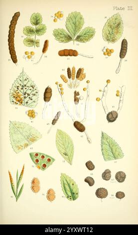 Rost, Schimmel, Schimmel, London, W.H. Allen, 1898, Großbritannien, The New York Botanical Garden, phytopathogene Pilze, Eine detaillierte botanische Illustration, die verschiedene Entwicklungsstadien und Arten von Blättern und Raupen zeigt. Die Anordnung umfasst mehrere Exemplare, darunter verschiedene Blattformen und -Texturen, von denen einige Anzeichen von Insektenaktivität wie Löcher oder Larven aufweisen. Mehrere Raupen sind zusammen mit den dazugehörigen Puppen dargestellt, die die Lebenszyklusstadien in einer natürlichen Umgebung veranschaulichen. Die Verwendung von Zahlen weist auf bestimmte Proben hin, die wahrscheinlich einem entsprechen Stockfoto