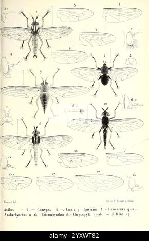 Diptères Exotiques Nouveaux peu connus Paris Roret 1838-1843 Diptera Insect zeigt die Illustration verschiedene Arten von Fliegen, die sorgfältig mit beschrifteten Diagrammen versehen sind, die ihre anatomischen Strukturen zeigen. Jedes Exemplar wird aus mehreren Winkeln dargestellt, so dass eine umfassende Ansicht der Merkmale, einschließlich Flügel, Beine und Körperform, möglich ist. Nummerierte Etiketten weisen auf bestimmte Arten hin, die wahrscheinlich in wissenschaftlichen Klassifizierungen eingestuft werden. Die Präzision in den Zeichnungen hebt die einzigartigen Eigenschaften jeder Fliege hervor und macht sie zu einer Lehrquelle für Entomologie und biologische Statur Stockfoto