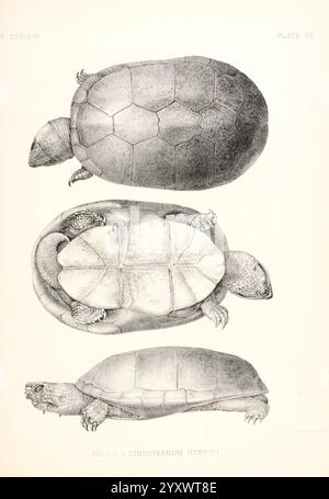 Report on United States Geographical Surveys West of the One Hundertth Meridian, Washington, G.P.O, 1875-1889. amerikaner, Astronomie, Beschreibung und Reisen, Entdeckungen in Geographie, Entdeckung und Erkundung, Geologie, indianer Nordamerikas, Sprachen, Karten, Naturgeschichte, Umfragen, usa, Westen, Reptilien, Schildkröten, Kinosternon henrici. diese Abbildung zeigt drei detaillierte Ansichten einer Schildkröte aus verschiedenen Winkeln. In der Draufsicht wird die Schale der Schildkröte angezeigt, wobei die ovale Form und das charakteristische Muster hervorgehoben werden. Die mittlere Ansicht bietet einen Blick auf die Schildkröte von der Seite Stockfoto