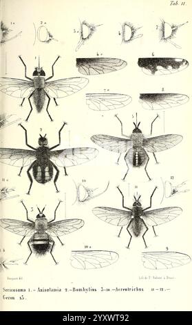 Diptères exotiques nouveaux ou peu connus Paris Roret 1838-1843 Diptera Insect zeigt die Abbildung eine detaillierte Untersuchung verschiedener Fliegenarten, die mehrere Ansichten einschließlich dorsaler, ventraler und lateraler Perspektiven zeigt. Jede Fliege ist sorgfältig mit numerischen Kennungen gekennzeichnet, die spezifische Merkmale und Unterschiede zwischen den Arten anzeigen. Die Feinheiten ihrer Anatomie, wie Flügelstruktur, Körpersegmentierung und Anordnung der Antennen, werden präzise dargestellt. Diese pädagogische Darstellung dient als vergleichender Leitfaden für Entomologen und Enthusiasten gleichermaßen. Stockfoto