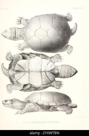 Bericht geographische Untersuchungen der Vereinigten Staaten westlich des hundertsten Meridians Washington D. C, G.P.O, 1875-1889. Amerikanische Astronomie Beschreibung und Reise Entdeckungen in Geographie Entdeckung und Erkundung Geologie Indianer Nordamerikas Sprachen Karten Naturgeschichte Surveys USA West U.S. Reptilien Schildkröten Kinosternon flavescens zeigt die Illustration drei unterschiedliche Ansichten eines Organismus aus der Schildkrötenfamilie und zeigt seine Panzerpanzer, Plastron und Seitenprofile. In der Draufsicht werden die gewölbte Schale und Gliedmaßen angezeigt, wobei die strukturierten Muster auf dem Panzer hervorgehoben werden. Die laterale Ansicht p Stockfoto