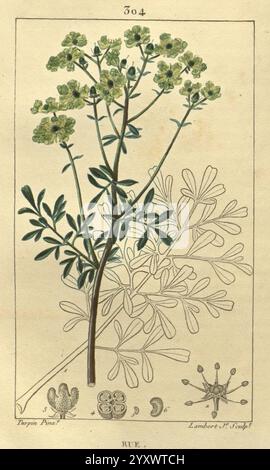 Flore médicale, Paris, Imprimerie de C.L.F. Panckoucke, 1828-1832, 1833, Botany Medical, Kupfergravur, Frankreich, Grafikmedien, Handgefärbt, Kräuter, Materia Medica Gemüse, Bildwerke, Pflanzen, diese Illustration zeigt die rue Pflanze, wissenschaftlich bekannt als Ruta graveolens. Die detaillierte Darstellung enthält eine vertikale Darstellung der Pflanze mit ihren grünen Blättern und kleinen gelb-grünen Blüten, die oben gruppiert sind. Unter der Hauptabbildung der Pflanze befinden sich kleinere Skizzen, die verschiedene botanische Details zeigen, wie die Formen der Blätter und die Samenstrukturen. Das ima Stockfoto
