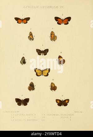 Rhopalocera, Exotica, London, Gurney, Jackson, 1887-1902, Schmetterlinge, Schmetterling, Rose Monteiro, Eine Sammlung von bunten Schmetterlingen, die verschiedene Arten aus der afrikanischen Familie der Lycaenidae zeigen. Jeder Schmetterling ist nummeriert und verfügt über eine Vielzahl von Mustern und Farbtönen. Das Arrangement hebt ihre besonderen physischen Eigenschaften hervor, wie Flügelformen, Farbvariationen und Markierungen, was die Schönheit und Vielfalt dieser Insekten veranschaulicht. Zu den Arten gehören unter anderem Liptena parva und Teriomima hildegarda, die die komplizierten Details betonen, die sie unterscheiden. T Stockfoto