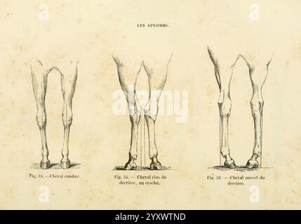 La, Connaissance, générale, du, Cheval, atlas, Paris, Didot, 1861, Pferde, die Abbildung zeigt drei detaillierte anatomische Zeichnungen von Pferdebeinen, die verschiedene Winkel und Perspektiven zeigen. Auf der linken Seite betont die Vorderansicht des Pferdebeins die Struktur und Gelenke und hebt die Muskeln und Sehnen hervor. Die mittlere Zeichnung konzentriert sich auf die Rückansicht und bietet einen Einblick in die Anatomie der Hinterbeine, einschließlich des Schweins und der Ausrichtung der Knochen. Die dritte Abbildung auf der rechten Seite zeigt eine Seitenansicht des Pferdebeins und zeigt das komplizierte Design der Gliedmaßen und ihrer Stützstrebe Stockfoto