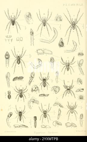 Tagungsband der Zoological Society of London London Academic Press etc Zeitschriften Zoologie, die Illustration zeigt eine Sammlung detaillierter Diagramme, die verschiedene Arten ägyptischer Spinnen zeigen. Jede nummerierte Figur zeigt unterschiedliche anatomische Merkmale, einschließlich der Körperstruktur, Beinkonfigurationen und einzigartigen Eigenschaften jeder Spinne, wie ihre Augenanordnung und Mundteile. Das Layout ist systematisch organisiert, so dass die verschiedenen Arten leicht miteinander verglichen werden können. Die komplizierte Linienarbeit unterstreicht die Vielfalt und Komplexität dieser Arachniden und bietet va Stockfoto