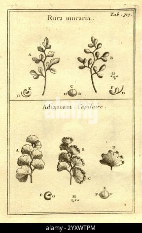 Josephi Pitton Tournefort, Institutiones rei herbariae, Parisiis, E Typographia Regia, 1700-[1703], Botanik, prälinneanische Werke, die Illustration zeigt botanische Studien zweier unterschiedlicher Pflanzenarten. Stockfoto