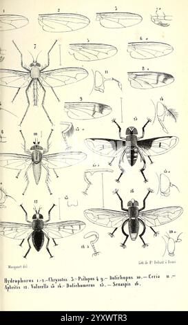 Diptères, Exotiques, nouveaux ou peu connus, Paris, Roret, 1838-1843, Diptera, Insekten, die Abbildung zeigt eine Zusammenstellung verschiedener Insektenarten, die ihre spezifischen anatomischen Merkmale hervorheben. Es enthält beschriftete Diagramme verschiedener Fliegen und Insekten, die detaillierte Darstellungen ihrer Körperstrukturen, Flügelformationen und Antennen darstellen. Jede Probe wird akribisch veranschaulicht, um Einblicke in ihre Klassifizierung und Eigenschaften zu erhalten. Das Arrangement stellt einen systematischen Ansatz zur Untersuchung der Entomologie dar, der sowohl die Vielfalt als auch die Spezifität dieser Insekten verdeutlicht. Stockfoto