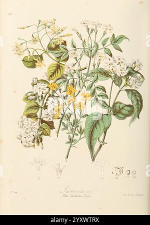 Illustrations of the Natural Orders of Plants with Groups and Descriptions London Sampson Low, Son, and Marston 1868 Botanik, Bildwerke Frauen in Wissenschaft Elizabeth Twining, die Illustration präsentiert eine botanische Studie der Jasminpflanze, die ihre zarten weißen und gelben Blüten sowie verschiedene Phasen ihrer Blüte zeigt. Die Blätter sind mit einem satten grünen Farbton dargestellt, der der Komposition Tiefe verleiht. Unterhalb der Hauptpflanze zeigen detaillierte Skizzen die komplizierten Strukturen der Blüten und bieten eine wissenschaftliche Referenz für die Identifizierung. Jedes Teil ist beschriftet, wodurch die Pre-Markierung hervorgehoben wird Stockfoto