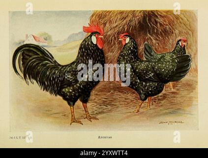 Das Buch von Geflügel New York, The Macmillan Company, 1921. Geflügel, Gallus gallus, UMass Amherst Libraries, Ein Trio von auffälligen Ancona-Hühnern, steht in einer pastoralen Umgebung. Der zentrale Hahn besticht durch eine prächtige Feder aus glänzend schwarzen Federn, die mit schillerndem Grün und metallischem Glanz verziert sind, ergänzt durch einen leuchtend roten Kamm. Neben ihm stehen zwei Hühner, die gleichermaßen mit einzigartigen Federmustern verziert sind und eine Mischung aus Schwarz und Grün mit Sprenkeln zeigen, die ihren Charme verstärken. Im Hintergrund deuten ein rustikaler Heuhaufen und ein Hauch von einem Bauernhaus auf eine ruhige ländliche Umgebung hin Stockfoto