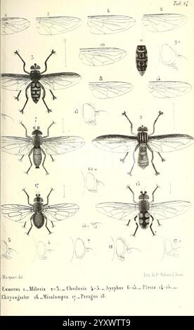 Diptères, Exotiques, nouveaux, peu connus, Paris, Roret, 1838-1843, Diptera, Insekt, das Bild zeigt eine detaillierte Illustration, die verschiedene Arten von Fliegen und Insekten zeigt. Jede Probe ist sorgfältig mit ihrem wissenschaftlichen Namen gekennzeichnet, was eine klare visuelle Untersuchung der entomologischen Klassifizierung ermöglicht. In der Abbildung werden verschiedene Winkel und Perspektiven hervorgehoben, einschließlich dorsaler und lateraler Ansichten, wobei verschiedene Merkmale wie Flügelstruktur, Körperform und Antennendetails hervorgehoben werden. Die Anordnung ist methodisch und ermöglicht einen Vergleich zwischen den dargestellten Arten, die enco-Arten können Stockfoto