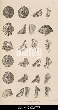 Eine Monografie über die Unterklasse Cirripedia, London, Ray Society, 1851-54, Barnacles, Cirripedia, Woods Hole, diese Illustration zeigt eine Reihe akribisch detaillierter Skizzen verschiedener Schalenformen, die die Vielfalt und die komplizierten Muster in der Natur veranschaulichen. Die Schalen sind in einem systematischen Raster angeordnet, wobei jede beschriftete Nummer einem bestimmten Typ oder einer bestimmten Art entspricht und ihre einzigartigen Formen und Texturen hervorhebt. Die Illustration dient als pädagogische Referenz für das Studium der Meereslebewesen und unterstreicht die Schönheit und Komplexität dieser natürlichen Strukturen. Stockfoto