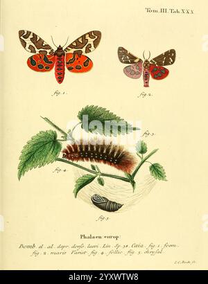 Die Schmetterlinge in Abbildungen nach der Natur, Leipzig, T.O. Weigel, 1829-1839, Europe, Schmetterlinge, Schmetterlinge, Bildwerke, Eine detaillierte Illustration zeigt verschiedene Phasen des Lebenszyklus eines Motten und zeigt die folgenden Elemente Stockfoto