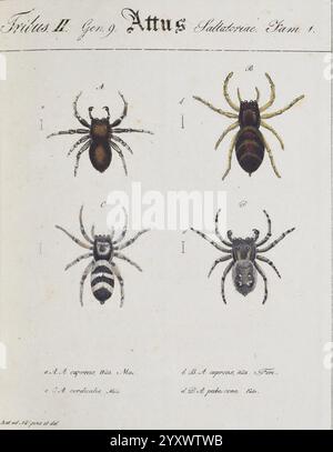 Monographia Aranearum, Monographie der Spinnen, Nürnberg, Lechner, [182.], MuseumVictoria, Spinnen, Spinnen, Spinnen, Arachnida, Franz von Paula Schrank, Attus cupreus, Heliophanus cupreus, Attus cordicalis, Salticus cingulatus, Attus pubescens, Sitticus pubescens, Attus, Heliophanus, cupreus, Cordicalis, Salticus, Cingulatus, Sitticus, pubescens, Araneae, Taxonomie: Family= Salticidae, die Abbildung zeigt eine Sammlung von vier detaillierten Darstellungen verschiedener Spinnenarten, die unter der Gattung Attus identifiziert wurden. Jede Spinne ist mit einem Buchstaben gekennzeichnet, der ihren einzigartigen Eigenschaften entspricht Stockfoto