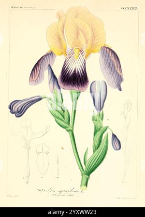 Icones florae Germanicae, Helveticae, Pedemontanae, Tirolensis, Istriacae, Dalmaticae, Austriacae, Hungaricae, Transylvanicae, Moravicae, Borussicae, Holsaticae, Belgicae, Hollandicae, Europa, malerische Werke, Pflanzen, Eine wunderschön illustrierte Darstellung einer Irisblume mit ihren auffälligen Blütenblättern in Gelb-, Lavendel- und Violettönen. Das Kunstwerk hebt die komplizierten Details der Blume hervor, darunter die einzigartigen Muster auf jedem Blütenblatt und die zarten grünen Blätter und Stiele, die sie stützen. Um die Hauptabbildung herum befinden sich zusätzliche Skizzen, die einen genaueren Blick auf die Unterschiede bieten Stockfoto