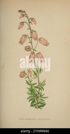 Die Flora der Alpen, London, J. C. Nimmo, 1896-1900, Alps, Blumen, Bergpflanzen, Pflanzen, Schweiz, die Illustration zeigt eine zarte Pflanze, die als Dabeocia polifolia bekannt ist. Er zeigt schlanke Stiele mit Haufen weicher, glockenförmiger Blüten, die anmutig hängen. Die Blüten haben einen sanften rosafarbenen Farbton, ergänzt durch üppige grüne Blätter, die sich entlang des Stängels abwechseln. Die Gesamtkomposition unterstreicht die elegante Form und die komplizierten Details der Pflanze, einschließlich der Textur der Blätter und der subtilen Krümmung der Blüten. Unter der Abbildung steht der Name „Dabeocia polifolia“. Stockfoto