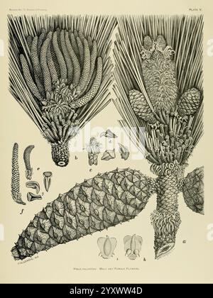 Die Holzkiefern Im Süden Der Vereinigten Staaten, Washington, Govt. Print, 1896, Pinus, Southern States, Wood, diese Abbildung zeigt die detaillierte Anatomie eines Kiefernkegels zusammen mit seinen männlichen und weiblichen Blüten und hebt verschiedene Teile mit Buchstaben hervor, um die Klarheit zu erhöhen. Zu den dargestellten Strukturen gehören die spiralförmigen Skalen des Kiefernkegels, die aufwändig angeordnet sind, sowie die Fortpflanzungselemente wie Pollenzapfen und Samenzapfen. Die männlichen Blüten sind in kleineren, empfindlicheren Formen dargestellt, während die größeren weiblichen Blütenstrukturen hervorgehoben sind, was t betont Stockfoto