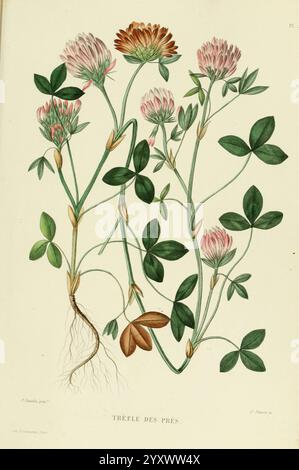 Nouvelle Ikonographie Fourragère Atlas Paris P Asselin 1871 Gramineae The New York Botanical Garden Pictorial Works Forage Plants, diese Illustration zeigt eine Gruppe von Kleepflanzen, die ihre leuchtenden rosa und weißen Blüten neben üppig grünen Blättern zeigen. Die detaillierte Darstellung hebt die einzigartige Struktur der Pflanzen hervor, einschließlich der charakteristischen Anordnung aus drei Faltblättern. Auch die Wurzeln sind sichtbar, was die Verbindung zwischen den floralen und den irdischen Elementen unterstreicht. Das Etikett am unteren Rand kennzeichnet die Art als Trèfle des Prés, was bedeutet: Wiesenkraut, r Stockfoto