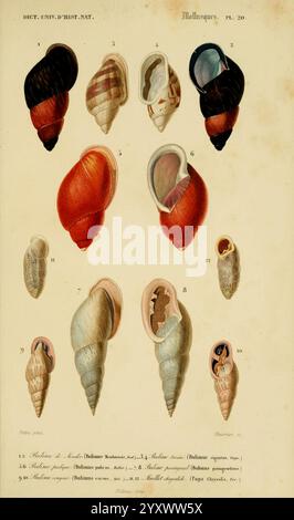 Dictionnaire universel d'histoire naturelle, v. 3, 1849, Atlas Zoologie-Botanique, Paris, 1847-1849, Naturgeschichte, Wörterbücher, Eine Sammlung detailreicher Muschelschalen mit verschiedenen Formen, Mustern und Texturen. Die Schalen sind in einem systematischen Layout angeordnet, wodurch ihre einzigartigen Eigenschaften hervorgehoben werden. Jedes Exemplar ist als Referenz nummeriert, mit Nahaufnahmen verschiedener Arten, die eine Reihe von Farben und Designs zeigen, wie spiralförmige Formen und glatte Oberflächen. Diese Illustration dient als pädagogische Referenz für das Studium der Meeresbiologie, insbesondere der Taucher Stockfoto