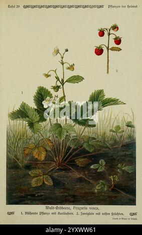 Pflanzen der Heimat Leipzig, Quelle und Meyer, 1913. Deutschland, Bildwerke, Pflanzen, der New York Botanical Garden, Fragaria vesca, Erdbeere, Eine botanische Illustration, die die wilde Erdbeerpflanze darstellt, wissenschaftlich bekannt als Fragaria vesca. Das Kunstwerk besteht aus zwei Hauptteilen: Auf der linken Seite eine detaillierte Darstellung der blühenden Pflanze mit ihren leuchtend grünen Blättern und zarten weißen Blüten, die die typische Wachstumsform der Art veranschaulichen. Auf der rechten Seite sind reife rote Erdbeeren sichtbar, die ihre runde Form und ihre schäbige Textur hervorheben. Die Komposition ist Ado Stockfoto