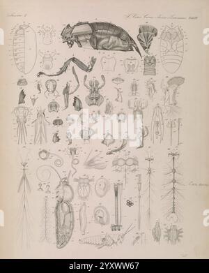 Icones zootomicae, Leipzig, W. Engelmann, 1857, Anatomie, vergleichend, Atlanten, Darm, Schmetterling, Kakerlake, Bee, diese Abbildung zeigt eine komplexe Sammlung verschiedener Insektenproben, die eine breite Palette anatomischer Merkmale und anatomischer Teile zeigen. Das Layout ist systematisch organisiert, wobei jede Probe als Referenz gekennzeichnet ist. Die Details umfassen Nahaufnahmen von Segmenten, Gliedmaßen und anderen Körperstrukturen, die das komplexe Design der Insekten zeigen. Unter den verschiedenen Arten sind Abschnitte, die verschiedene Arten, ihre einzigartigen Merkmale und zahlreiche anatomische Merkmale hervorheben Stockfoto