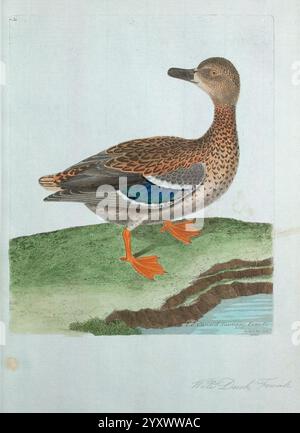 Ornithologie, Paris, der Künstler, 1773-1792, Vögel, Bildwerke, Eine detaillierte Abbildung einer Ente, die auf einem grasbewachsenen Hügel steht. Die Ente zeigt ein reiches Muster von Braun und Bräunung auf ihren Federn, wobei ein deutliches blau-grünes Spekulum auf ihren Flügeln sichtbar ist. Der schlanke Hals und der lange Körper sind klar definiert, und die orangen Beine des Vogels sind vor dem üppig grünen Hintergrund hervorzuheben. Die Szene fängt die Eleganz der Ente in einer natürlichen Umgebung ein und zeigt ihre einzigartigen Farben und Eigenschaften. Stockfoto