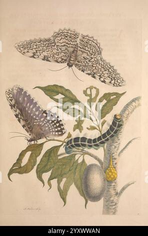 Metamorphose, Insectorum, Surinamensium, Amsterdam, voor den auteur, als ook von G. Valck, [1705], Botanik, Insekten, Bildwerke, Suriname, Frauen in der Wissenschaft, Insekten, Entomologie, Schmetterling, Schmetterlinge, raupen, raupen, Chrysalis, Chrysalises, Maria Sibylla Merian, prälinneanische Werke, Arthropoda, Arthropode, Maria Sibylla Merian, q62530, q62530, die Abbildung zeigt zwei detailreiche Schmetterlinge, die über sattgrünen Blättern stehen. Ein Schmetterling ist hauptsächlich mit markanten Blau- und Grautönen verziert, die elegante Muster auf seinen Flügeln zeigen. Der zweite Schmetterling, vorherrschend Stockfoto