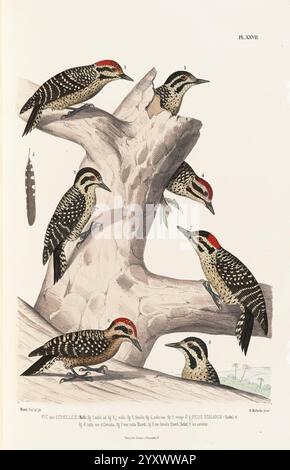 Monographie des picidés, ou Histoire naturelle des picidés, picumninés, yuncinés ou Torcols, Metz, Typ. De J. Verronnais, 1861-62 Birds, Picidae, Bildwerke, Picoides scalaris, eine Sammlung von Spechtarten ist dargestellt, die ihre charakteristischen Merkmale und Markierungen zeigen. Die Vögel sind auf einem knorrigen Zweig dargestellt und zeigen ihr charakteristisches Gefieder mit Flecken und Streifen. Jeder Vogel zeigt einzigartige Farbmuster, darunter verschiedene Rottöne auf dem Kopf und komplizierte Designs auf dem Körper. Die Szene verbindet Elemente der Natur und der Kunst und bietet ein i Stockfoto
