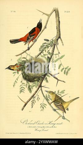 The Birds of America, New York, J.B. Chevalier, 1840-1844, Birds, Nordamerika, John James Audubon, Bildwerke, Icterus spurius, Eine wunderschön illustrierte Darstellung von drei Vögeln auf einem Zweig, die ihr lebendiges Gefieder und ihren natürlichen Lebensraum zeigen. Der Spitzenvogel, der einem oriole ähnelt, verfügt über markante orange und schwarze Federn, während dicht darüber ein Nest das Versprechen auf neues Leben weckt. Unten fügt sich ein weiterer Vogel in sanften Gelb- und Grüntönen harmonisch in die umliegenden Blätter ein. Die komplizierten Details des Blattes verbessern die natürliche Umgebung und fangen eine ruhige Mutter ein Stockfoto