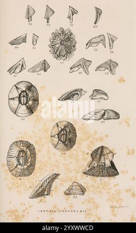 A, Monograph, ON, die, Unterklasse, Cirripedia, London, Ray, Society, 1851-54, Barnacles, Cirripedia, Woods Hole, die Illustration zeigt eine Sammlung verschiedener fossiler Meeresbewohner, die eine Reihe von Formen und Größen zeigen. Im oberen Teil sind dreieckige und spitze Muschelfragmente zu sehen, die vermutlich alte Weichtiere oder ähnliche Meeresorganismen darstellen. Darunter befinden sich mehrere mehr abgerundete und symmetrische Formen, darunter ein charakteristisches kreisförmiges Exemplar mit einer zentralen Öffnung, das an Krinoide oder andere Stachelhäuter erinnert. Das Vorhandensein detaillierter Gravuren unterstreicht den Stockfoto