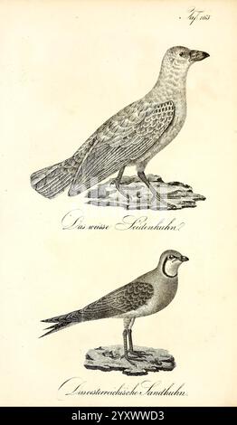 Die Naturgeschichte in getreuen Abbildungen und mit ausführlicher Beschreibung derselben, Leipzig, bei Eduard Eisenach, 1835, Birds, die Abbildung zeigt zwei unterschiedliche Vogelarten, die jeweils in einer Profilansicht dargestellt werden. Der Obervogel, genannt das weiße Leidenhuhn, zeigt einen robusten Körper mit abgerundetem Kopf und kurzem Schnabel, der auf einer felsigen Oberfläche steht. Die Federn wirken strukturiert und detailliert und betonen ihre natürliche Form. Stockfoto