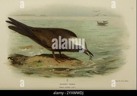 Farbige Figuren der Vögel der Britischen Inseln, herausgegeben von Lord Lilford. London, R. H. Porter, 1885-1897, Großbritannien, Birds, gemeine Noddy, brauner Noddy, malerische Werke, Anous stolidus, Museum of Comparative Zoology, Eine detaillierte Illustration einer Moody Tern, die auf einer felsigen Oberfläche thront und ihre Besonderheiten zeigt. Der Vogel ist mit einem stromlinienförmigen Körper, schlanken Federn und einem kontrastierenden weißen Kopf dargestellt, der die Aufmerksamkeit auf sich zieht. Sein scharfer Schnabel ist offen, was wahrscheinlich auf einen Ruf oder das Fangen von Beute hinweist, während seine leuchtend gelben Füße den Felsen fassen. Im Hintergrund ist eine trübe Meereslandschaft su Stockfoto