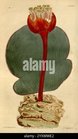 Curtis's Botanical Magazine London New York etc. Botanische Illustration Botanik Zeitschriften Bildwerke Pflanzen ornamental Curtis Haemanthus rotundifolius Haemanthus sanguineus Taxonomie: Family= Amaryllidaceae Südafrika Sydenham Teast Edwards, Eine lebendige Darstellung einer Wasserpflanze mit einer markanten roten Blume auf einem langen, schlanken Stamm. Um die Blüte herum befinden sich zahlreiche zarte Staubblätter. Die großen, breiten Blätter mit einem satten grünen Farbton weisen eine leicht wachsige Textur auf, die komplizierte Adern aufweist. Die Basis der Pflanze ist in einem strukturierten, organischen Substrat verankert, wodurch das n hervorgehoben wird Stockfoto