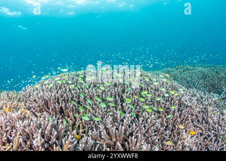 Acropora Korallengarten mit blau-grünen Jungfischen Chromis viridis und ternate Jungfischen Chromis ternatensis Stockfoto