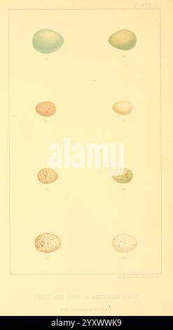 Nester, und Eier, von, amerikanisch, Vögel, [c1880], Vögel, Eier, Nordamerika, Nester, ausgezeichnet, diese Illustration zeigt eine Sammlung von verschiedenen Eiern, die in zwei Säulen angeordnet sind. Jedes Ei zeigt unterschiedliche Farben und Muster, wobei einige kräftige Farbtöne zeigen, während andere mit kontrastierenden Schattierungen gesprenkelt sind. Die Eier sind als Referenz nummeriert, was auf eine organisierte Untersuchung verschiedener Arten hinweist, die möglicherweise mit der Ornithologie zusammenhängen. Ein Titel am unteren Rand deutet darauf hin, dass der Schwerpunkt auf Vogeleiern in Amerika liegt, die sowohl die Vielfalt als auch die Schönheit des Vogellebens widerspiegeln. Stockfoto